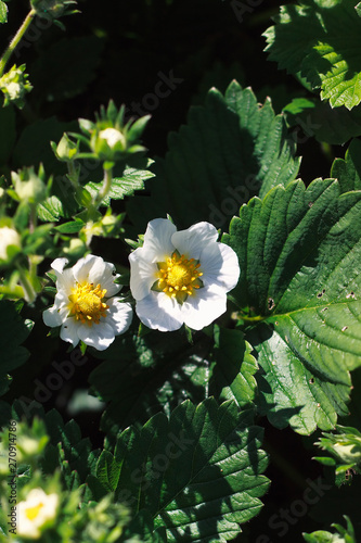 Close-up of blooming strawberry plants