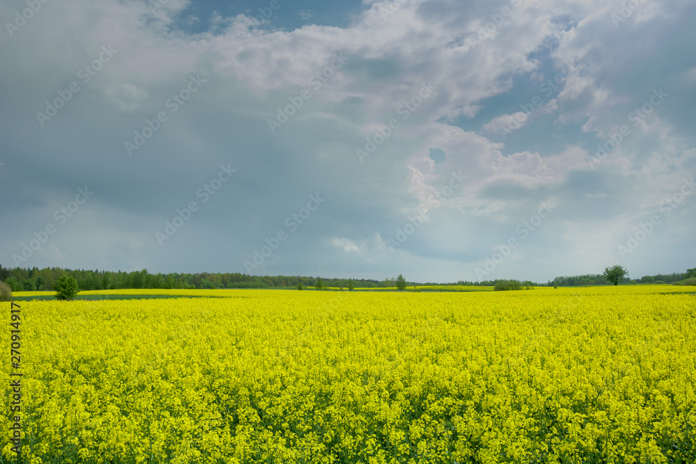 Obraz premium Clouds over the rape field