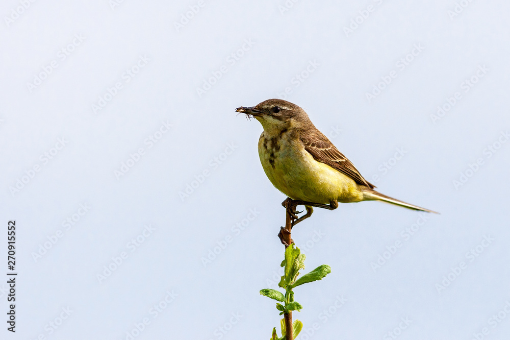 Fototapeta premium The bird holds an insect in its beak
