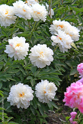 riot of spring flowering