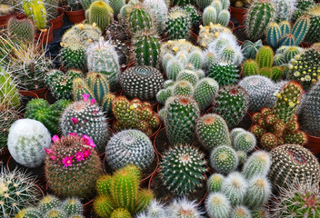 Gordijnen Cactus Cactusmix in potten in kas  © svf74