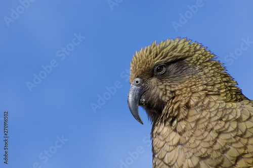 Kea bird close up detailed portrait- New Zealand alpine parrot photo