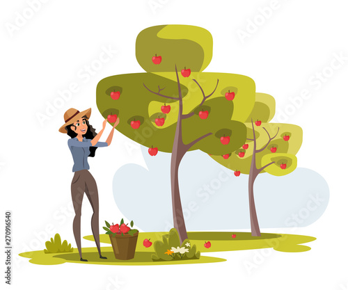 Woman gathers apples in bucket vector illustration