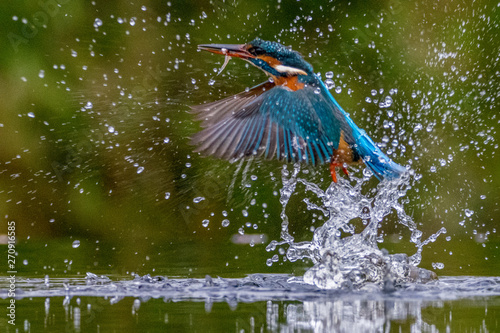 Kingfisher with fish emerge from surface