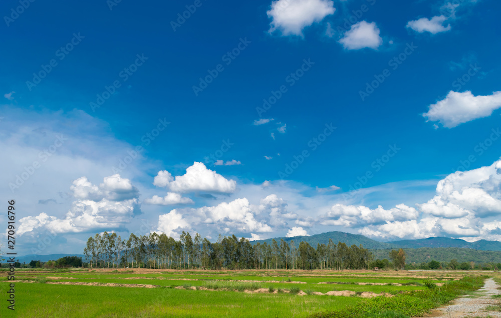 Rice fields that are emerging, sky and clouds in the rainy season In Thailand, plants in nature Rice fields that are emerging, sky and clouds in the rainy season In Thailand, plants in nature