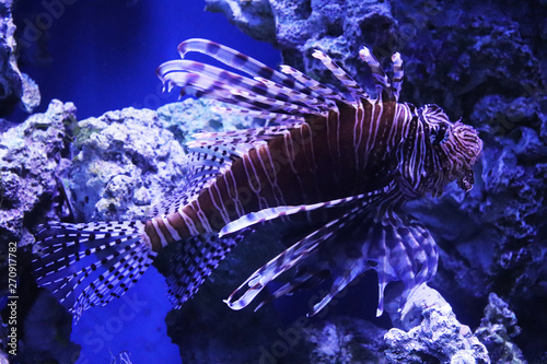 Lionfish