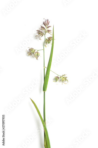 closeup of wild grass with seeds on white background