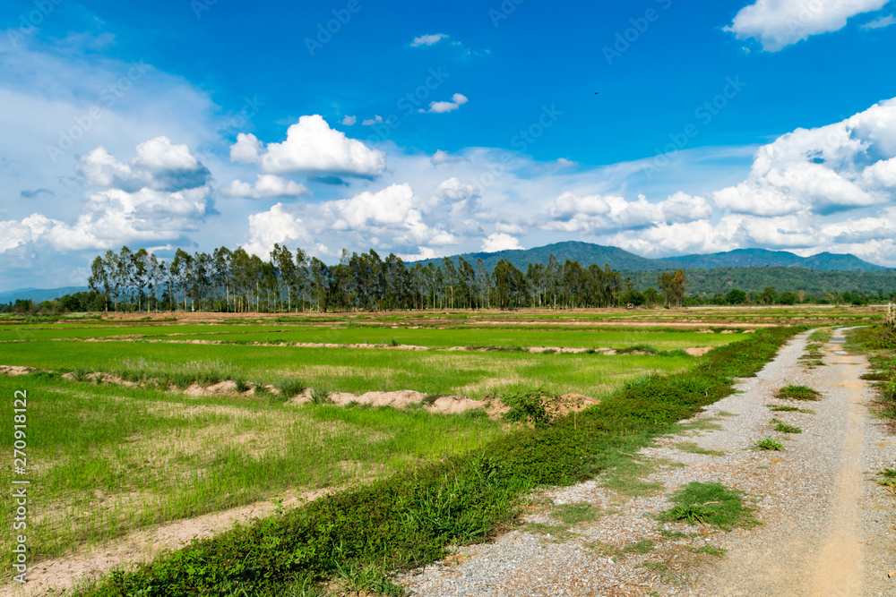  Rice fields that are emerging, sky and clouds in the rainy season In Thailand, plants in nature