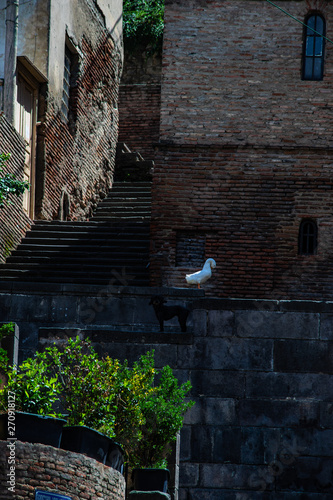 Summer time in Tbilisi photo