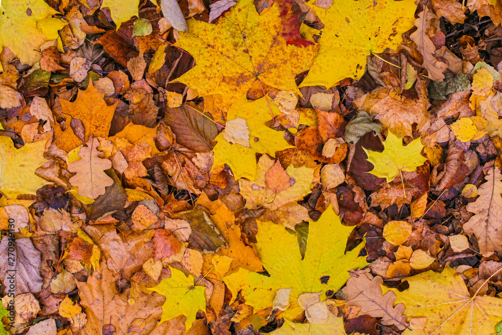 seasonal design autumn background yellow brown flora base maple oak base