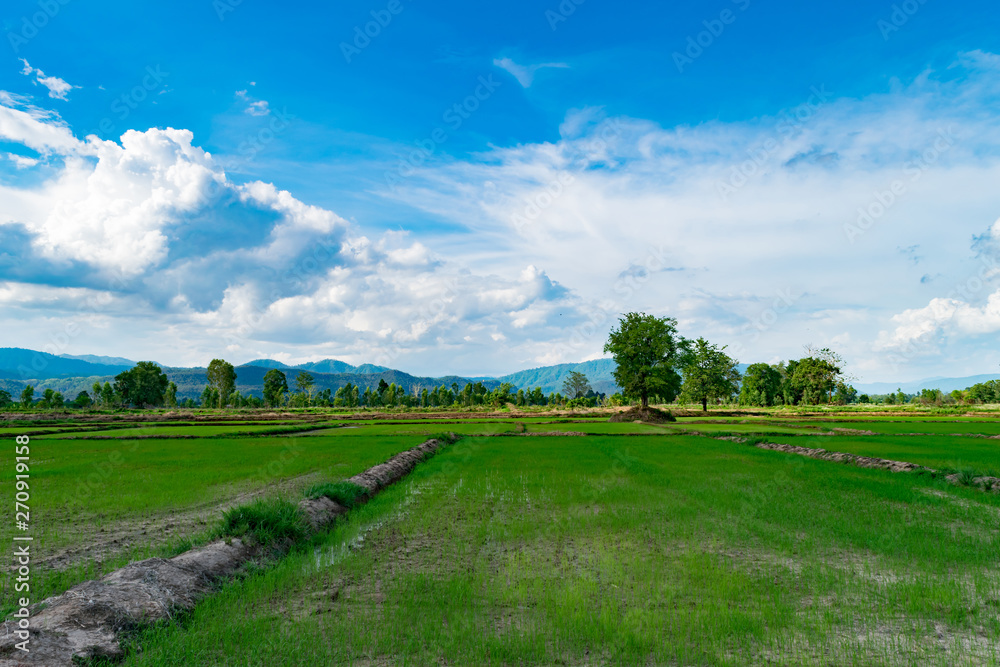  Rice fields that are emerging, sky and clouds in the rainy season In Thailand, plants in nature