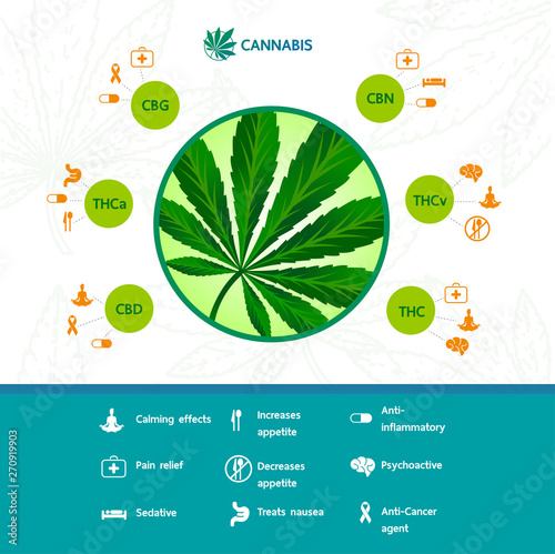 Cannabis benefits for health vector illustration.