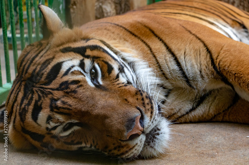 Portrait of the Tiger malayan, tigris panthera lying in the cage. photo