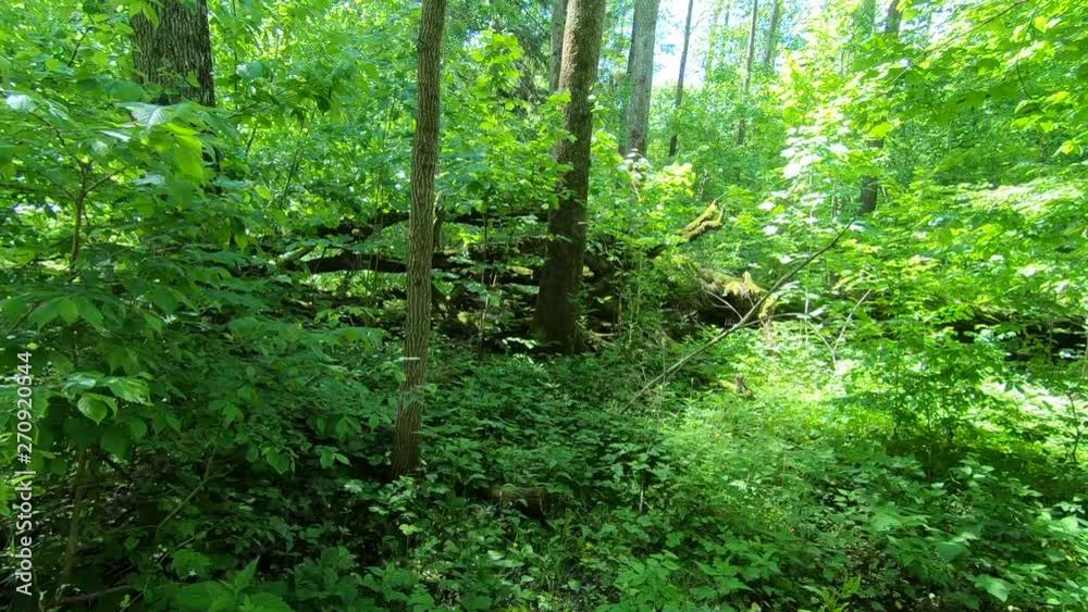Sun beams through thick tree branches in dense green forest in Bialowieza, National, Park. Green wood nature in spring. Thick tree trunks. Beautiful morning woods in summer.