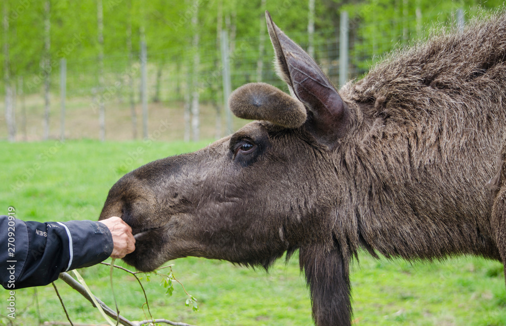 Close up view of cute wild Moose elk with growing horn in an elk farm during the elk farm visit in northern Europe in a sunny day Close up view of cute wild Moose elk with growing horn in an elk farm during the elk farm visit in northern Europe in a sunny day