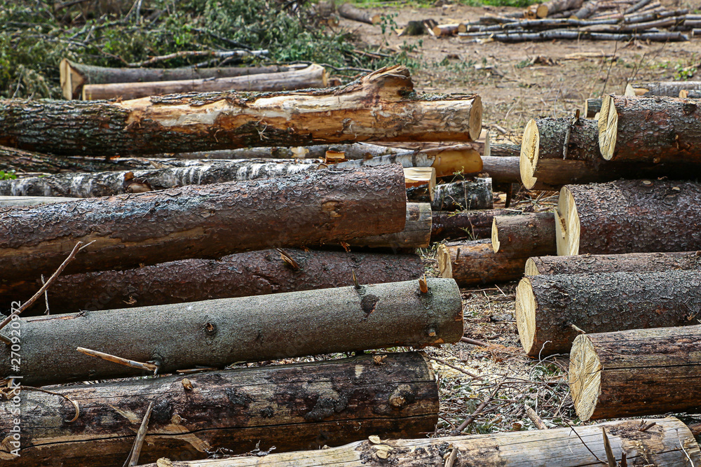 sawn pine trunks uneven logs with knots logging eco material construction on a sunny day sawn pine trunks uneven logs with knots logging eco material construction on a sunny day
