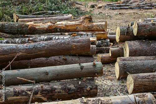 sawn pine trunks uneven logs with knots logging eco material construction on a sunny day