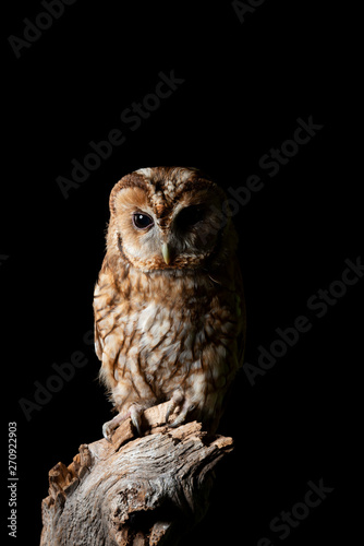 Canvas Print Stunning portrait of Tawny Owl Strix Aluco isolated on black in studio setting w