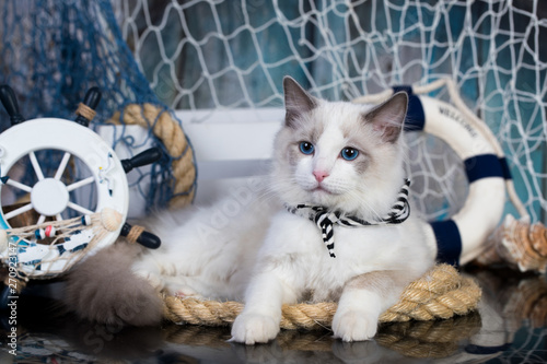 kitten  breed ragdoll  against the background of marine decor photo