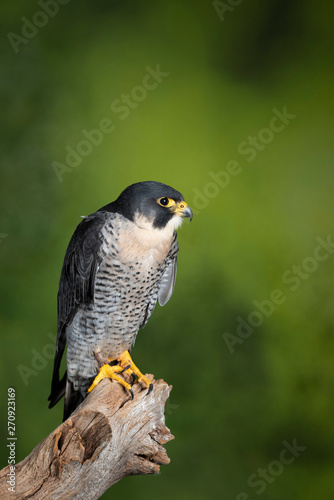 Stunning portrait of Peregrine Falcon Falco Peregrinus in studio setting on green nature background