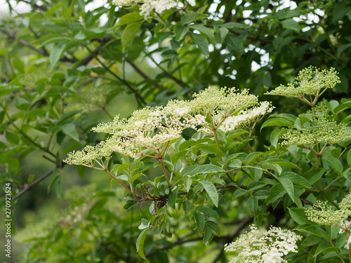 Holunder-Blütenstand. Schwarze Holunder oder Fliederbeeren (Sambucus nigra)