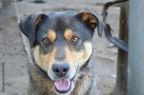 portrait of a dog