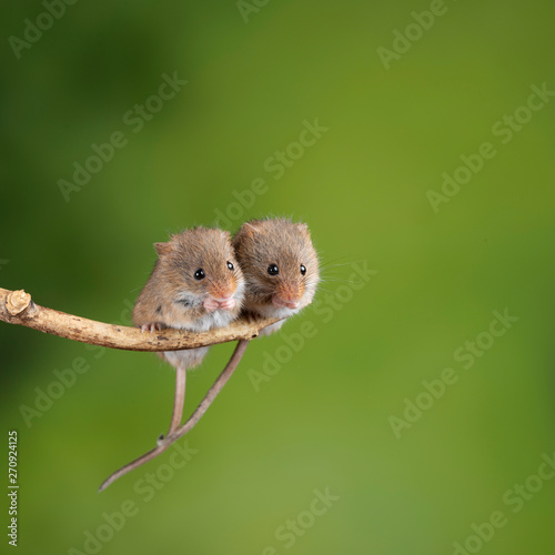 ADorable and Cute harvest mice micromys minutus on wooden stick with neutral green background in nature photo