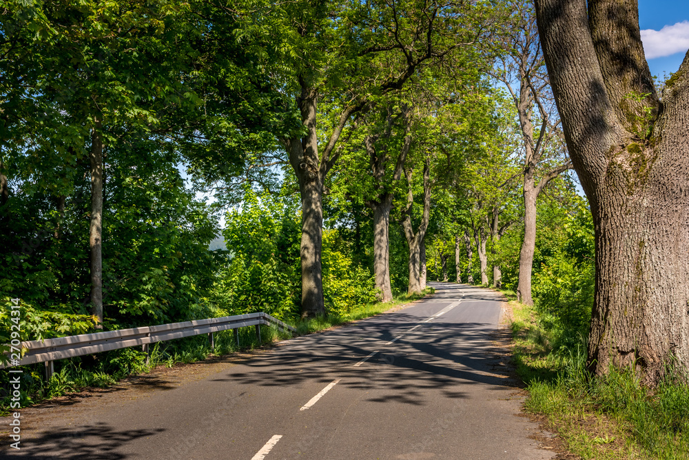 Fototapeta premium country road in the summer