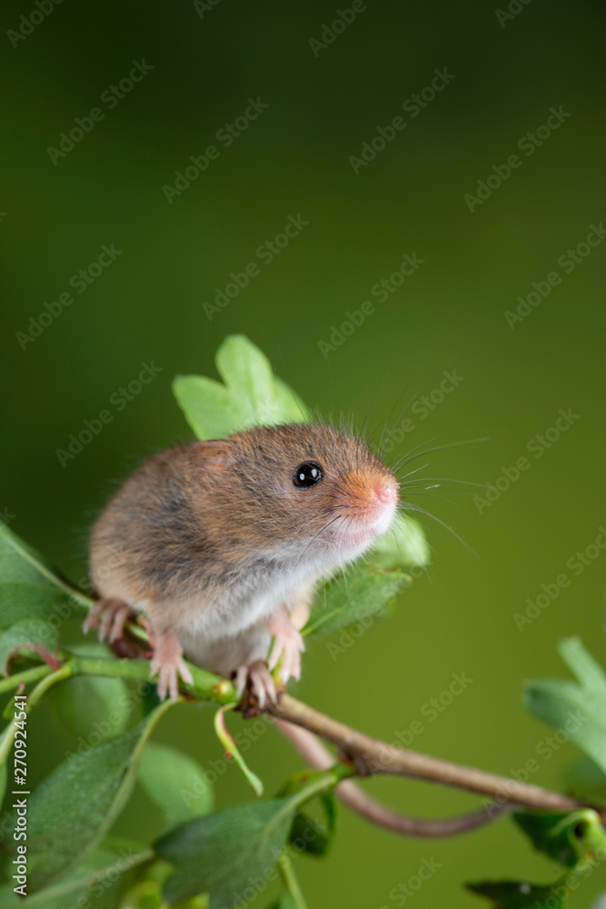 adorable cute harvest mice micromys minutus on white flower foliage with neutral green nature background adorable cute harvest mice micromys minutus on white flower foliage with neutral green nature background