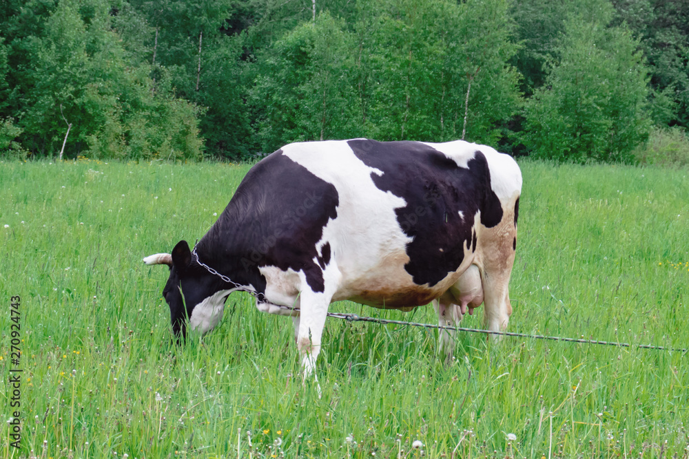 Holstein dairy cow feeding eating grass in a field pasture on summer day, natural organic dairy production concept Holstein dairy cow feeding eating grass in a field pasture on summer day, natural organic dairy production concept