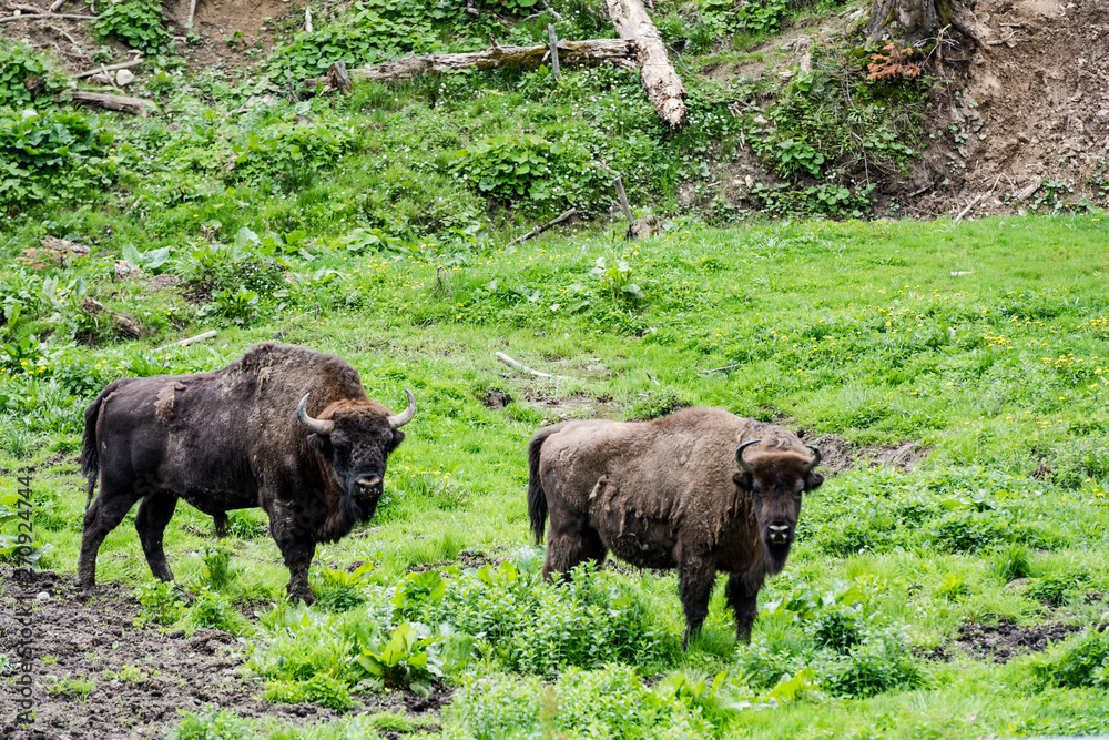 European bison (Bison bonasus) young with adult grazng in meadow in forest, Bieszczady National Park, Poland
