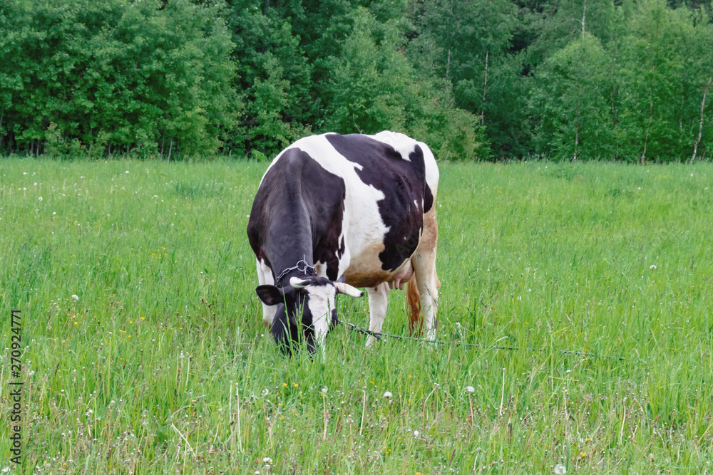 Holstein black and white spotted milk cow standing on a green rural pasture, dairy cattle grazing in the village Holstein black and white spotted milk cow standing on a green rural pasture, dairy cattle grazing in the village