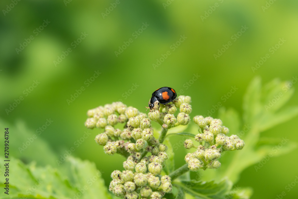 Asian Lady Beetle on Rayed Tansy Flower Buds in Springtime Asian Lady Beetle on Rayed Tansy Flower Buds in Springtime