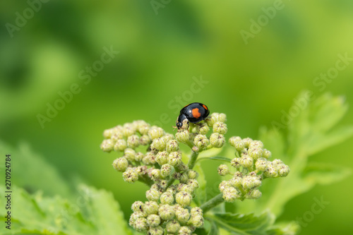 Asian Lady Beetle on Rayed Tansy Flower Buds in Springtime