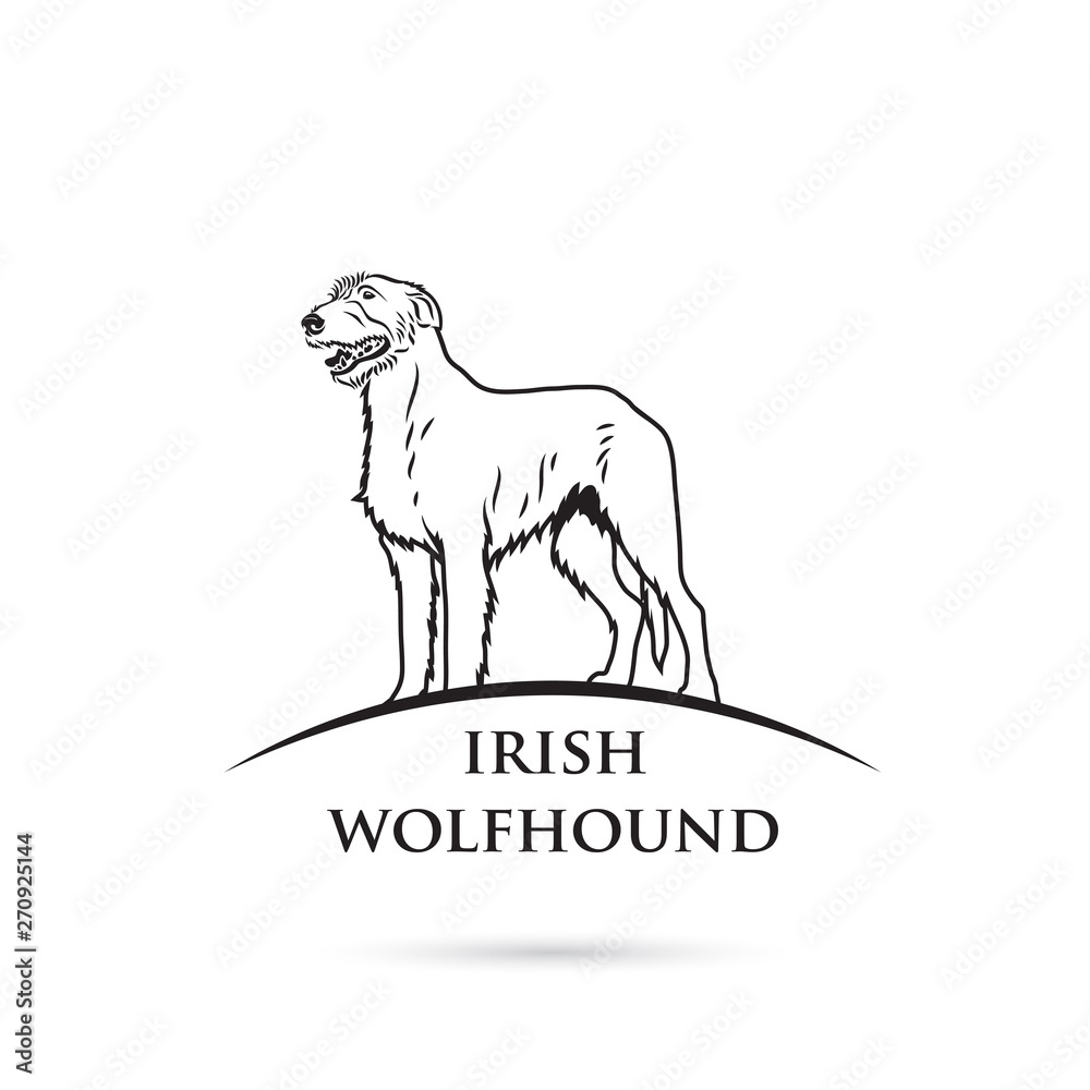 Irish wolfhound dog - isolated vector illustration - Vector