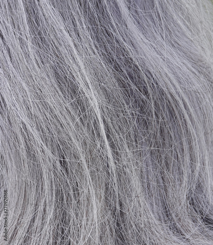 Canvas Print Gray hair long grey grizzle macro
