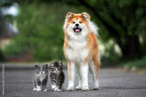 akita dog posing with two f...