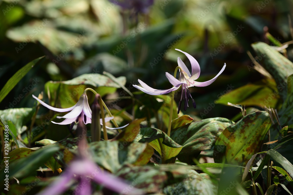 Obraz premium Pink flowers of asian fawnlily.