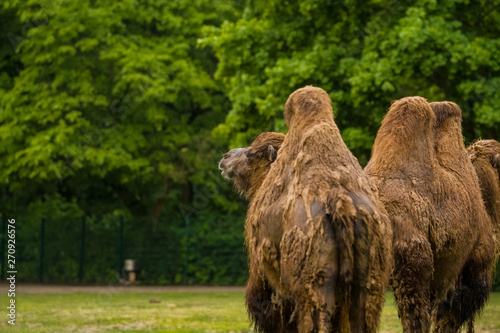 15.05.2019. Berlin, Germany. Zoo Tiagarden. The family of camels walks on a meadow and eat a grass.