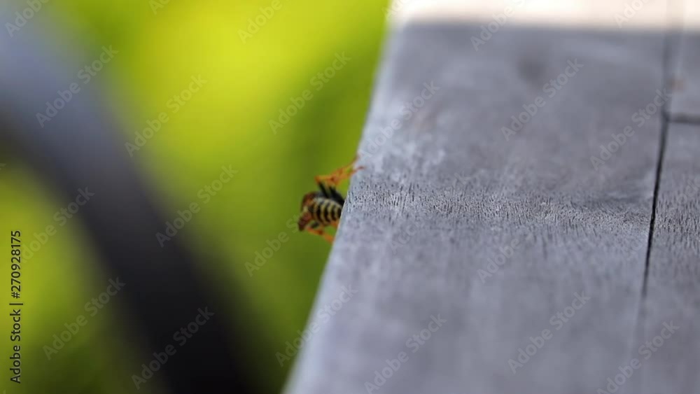 Focusing On A Bee Perched On Wood During A Summer Day. Focusing On A Bee Perched On Wood During A Summer Day.