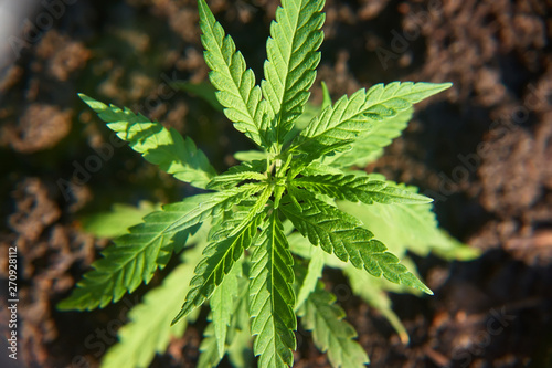 Cannabis leaves on marijuana plant  controls the harvest of marijuana. Hemp cultivation. Cannabis concept CBD oil  medical extract