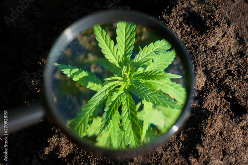 Cannabis leaves on marijuana plant, controls the harvest of marijuana. Hemp cultivation. Cannabis concept CBD oil, medical extract