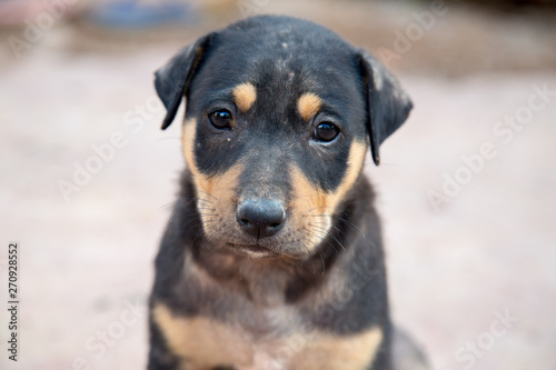 cute sad puppy looking into camera