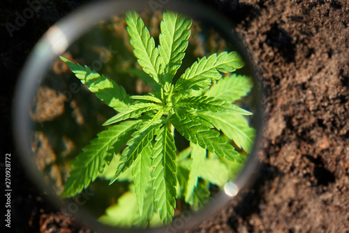 Hemp cultivation. Cannabis concept CBD oil, medical extract. Green leaves marijuana on cannabis plant, controls the harvest of marijuana