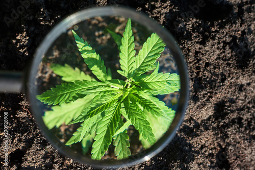 Hemp cultivation. Cannabis concept CBD oil, medical extract. Green leaves marijuana on cannabis plant, controls the harvest of marijuana