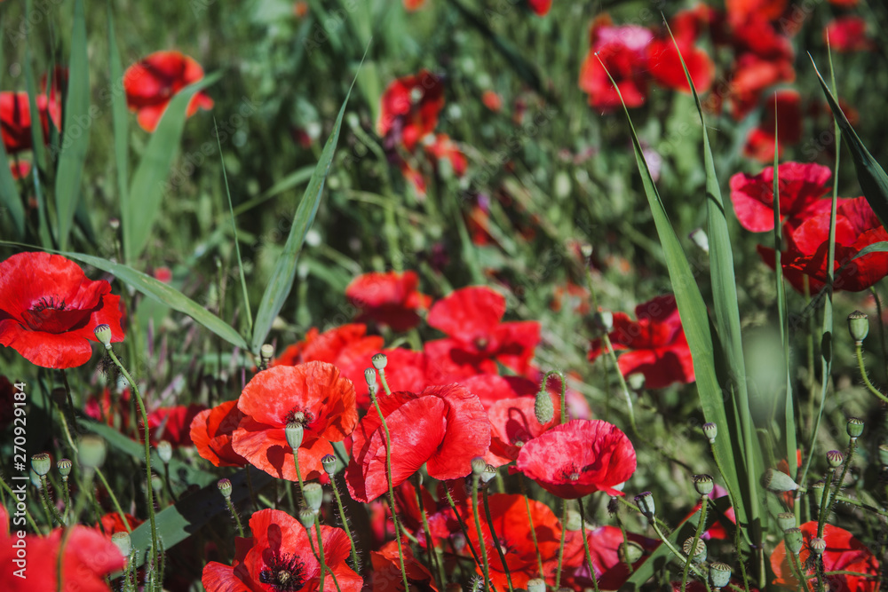 Field of poppies on a sunset Field of poppies on a sunset