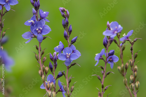 Digger's Speedwell Flowers in Bloom in Springtime
