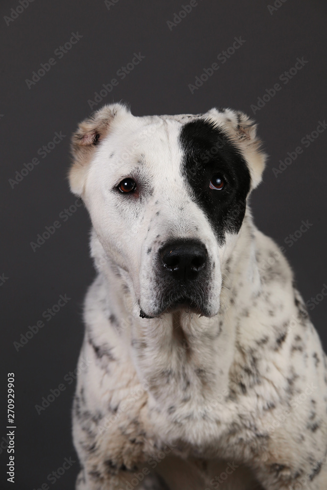 Central Asian Shepherd Dog on a gray background