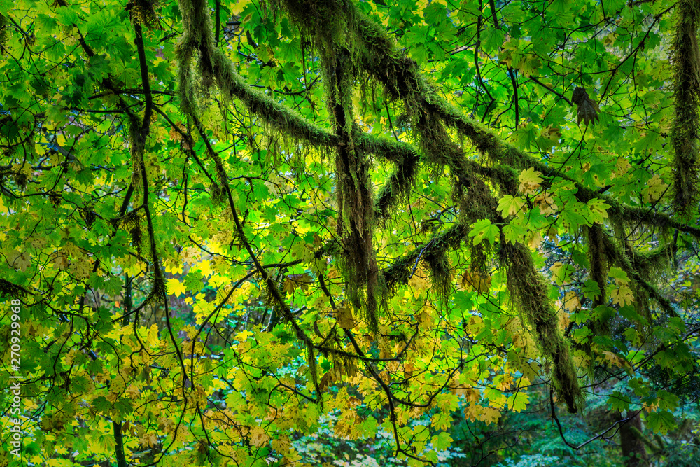Alice Lake Provincial Park, British Columbia, Canada
