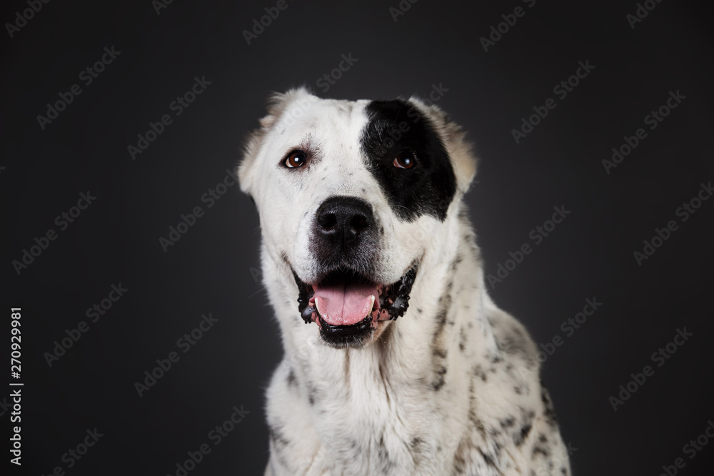 Central Asian Shepherd Dog on a gray background Central Asian Shepherd Dog on a gray background